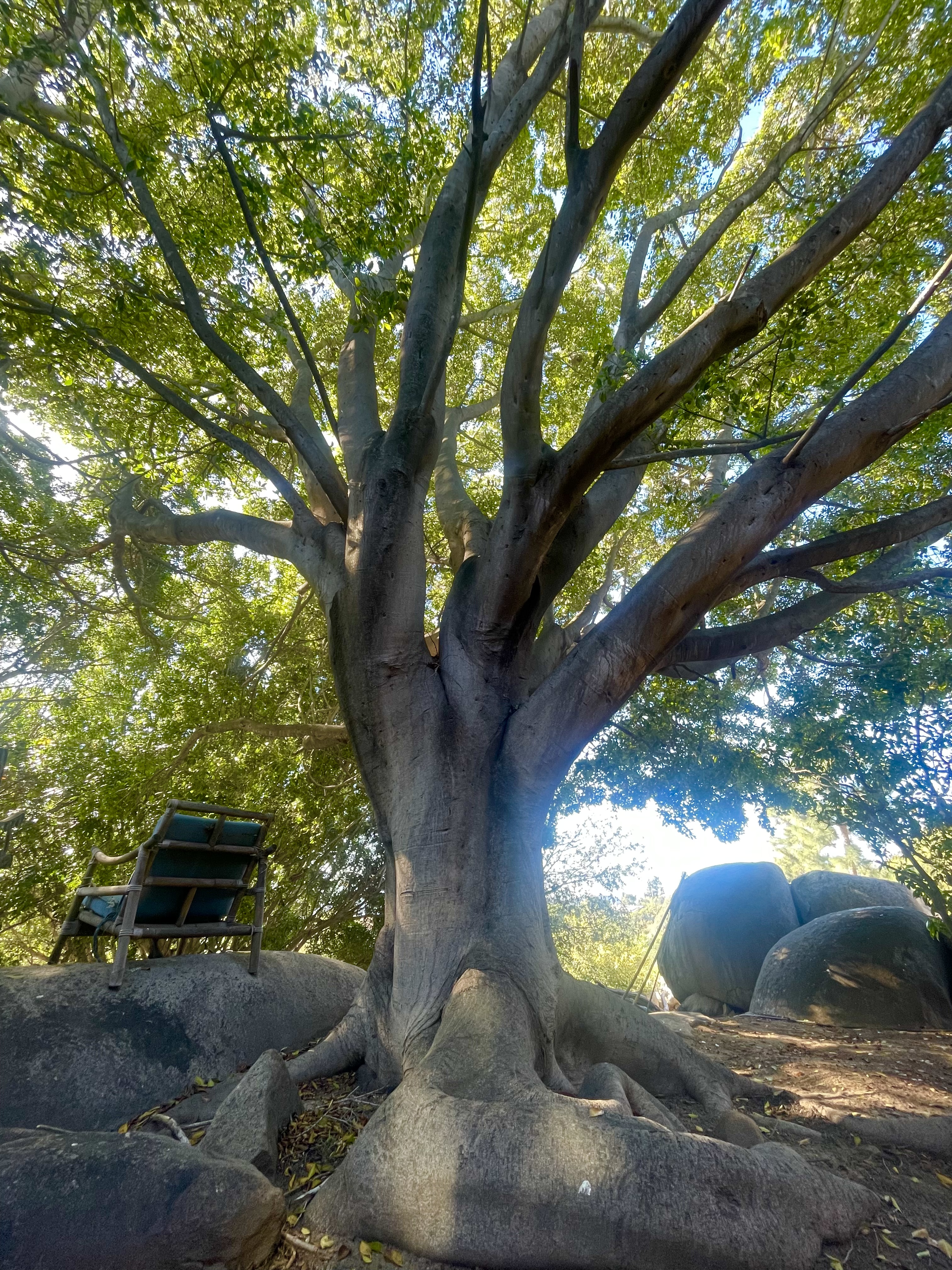 The Ficus tree